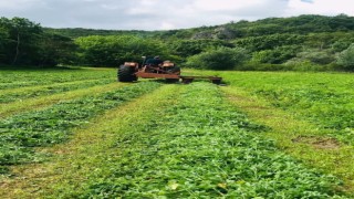 Edirnede tarlada 228 bin kök kenevir ele geçirildi