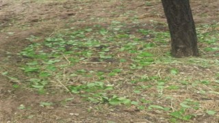Elazığda dolu yağışı sonrası kayısı bahçeleri zarar gördü