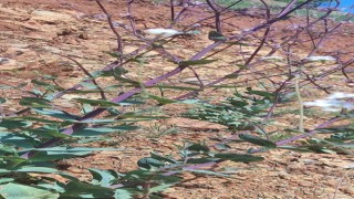 Elazığda düğmeli çöven bitkisi izleme çalışması yapıldı