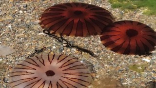 Erdek ve Kapıdağ yarım adası kıyılarında pusula denizanası uyarısı