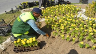 Ereğli Belediyesi park ve refüjlere çiçek dikimini sürdürüyor