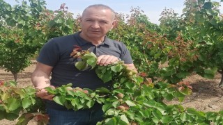 Erkenci kayısılarda Akdeniz sineği kontrolleri yapıldı