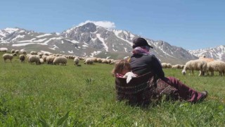 Erzincanda meralar küçükbaş hayvanlarla şenlendi