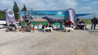 Fermalı av köpekleri Salihlide yarıştı