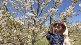 Fotoğrafçılar en güzel çiçek açan kirazı çekmek için birbirleri ile yarıştı