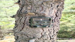 Fotokapanlar yaban hayatını korumak için kuruldu