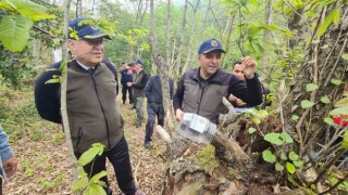 Gal arısıyla mücadelede Torymus sinensis böceğini doğaya saldılar