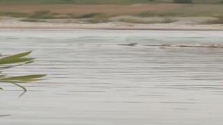 Garzan Çayında nesli tehdit altında olan Su Samuru görüldü