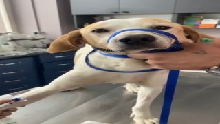 Geliboluda kanserli sokak köpeğinin yardımına hayvanseverler koştu