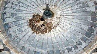 Göçmen leylekler yavrularına yuva olarak yine camiyi seçti