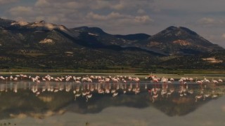Göle gelen binlerce flamingo renkli görüntüler oluşturdu