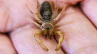 Hakkaride yeni bir böğü böceği türü keşfedildi