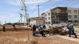 Haliliyede parklar güzelleşiyor