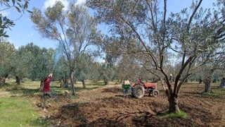 Halkalı leke hastalığı için ikinci ilaçlama uyarısı