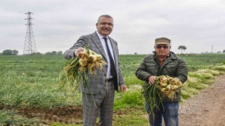 Hasat sonrası soğan fiyatı 7 liraya kadar düşecek