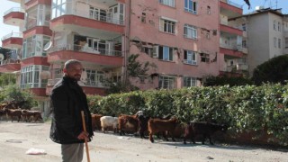 Hatay sokakları keçilere kaldı