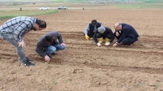 Hibe destekli yağlık ayçiçeği tohumları toprakla buluştu