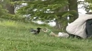 ‘Hırsız Karga parkta oturan gençlerin cipsini çaldı