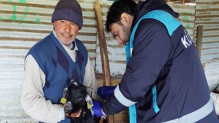 Hisarcıkta veba aşılaması ve küpeleme çalışması