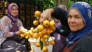 İhracat yolundaki son yenidünyalar yüz güldürüyor