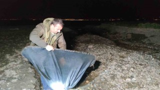 İnci kefali için gece denetimi