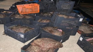İstanbulda yasa dışı avlanan 9 ton kalkan balığı ele geçirildi