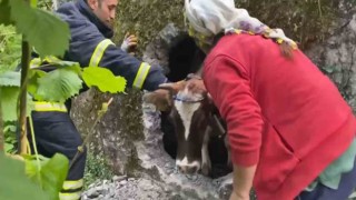İtfaiyenin inek kurtarma operasyonu