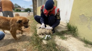 Jandarmadan sokak hayvanlarına şefkat eli
