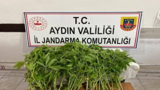 Jandarmanın yasadışı kenevir ekimi ile mücadelesi sürüyor