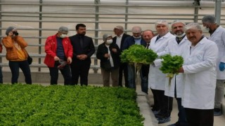 Jeotermal serada ilk hasat sevinci