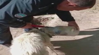 Kafası bidona sıkışan köpeği itfaiye kurtardı