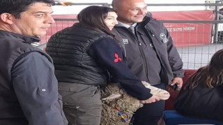 Karacabey Merinos ırkı koç rekor fiyata satıldı