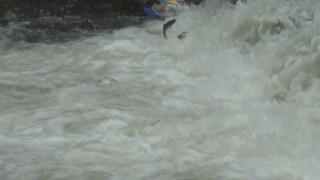 Karsta balıkların ölüm göçü başladı