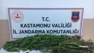 Kastamonuda 28 kök kenevir ele geçirildi: 1 gözaltı