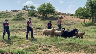 Kaybolan küçükbaş hayvanlar jandarma ekiplerince bulundu