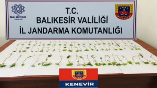 Kenevir bitkisi yetiştirenler jandarmadan kaçamadı