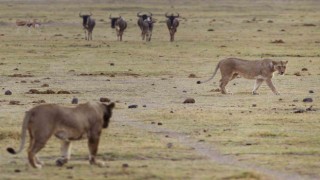 Kenyada 6 aslan ölü bulundu