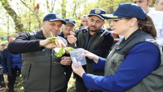 Kestane Ormanları, zararlı böceklerden korunuyor