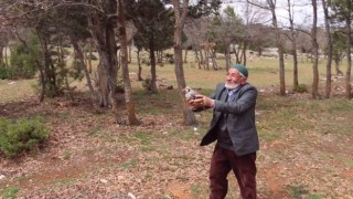 Konyada kınalı keklikler doğaya salındı