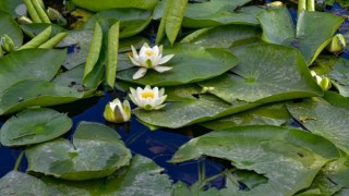 Koruma altındaki nilüferler görsel şölen sunuyor