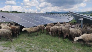 Kosovada güneş enerjisi panellerinin temizleyicisi: Koyun ve keçiler