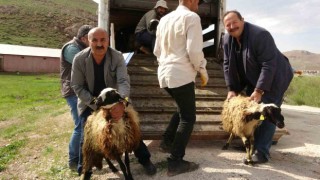 Köylerine geri dönen çiftçilere küçükbaş hayvan desteği