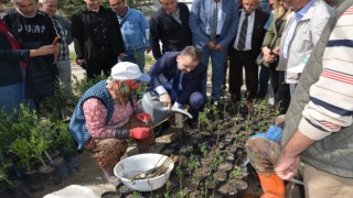 Kursiyerler uygulamalı olarak zeytin budadı