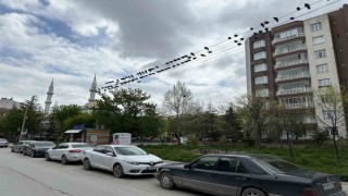 Kuşların ekmek büfesi yanında kırıntı nöbeti