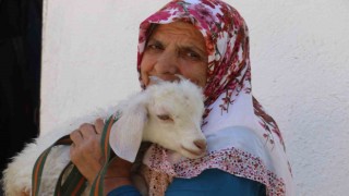 Kuzusuna bebek gibi bakıyor, yanından hiç ayırmıyor