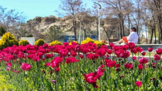 Laleler park ve bahçeleri renklendirdi