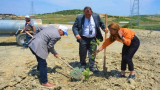 Lapsekide ağaçlandırma çalışması