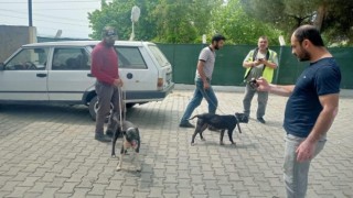 Manisada pitbull ile oklu kirpi avlayan 6 kişiye 138 bin 198 lira para cezası