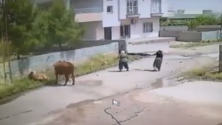 Mardinde ineğin ölüme gitme anı kameraya yansıdı