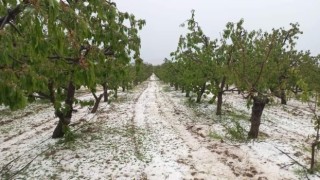 Mayıs ayının ortasında kiraz bahçelerini dolu vurdu